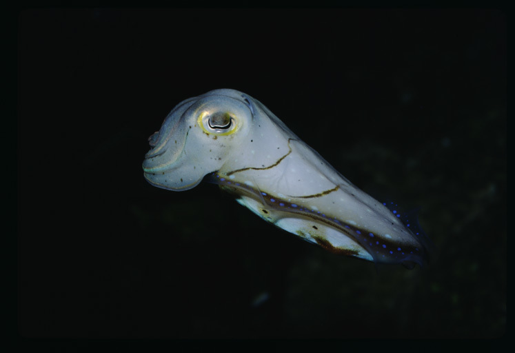 Image of Broadclub Cuttlefish