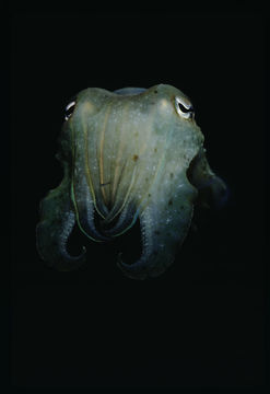 Image of Broadclub Cuttlefish