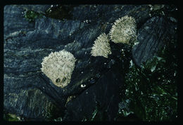 Image of thatched barnacle