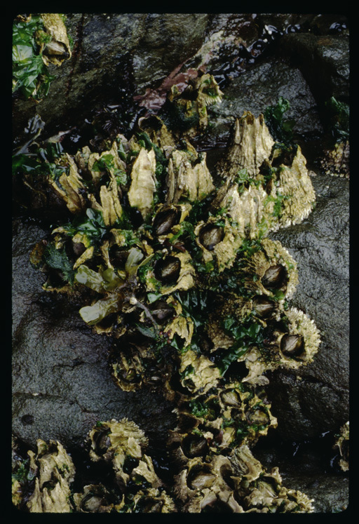 Image of thatched barnacle