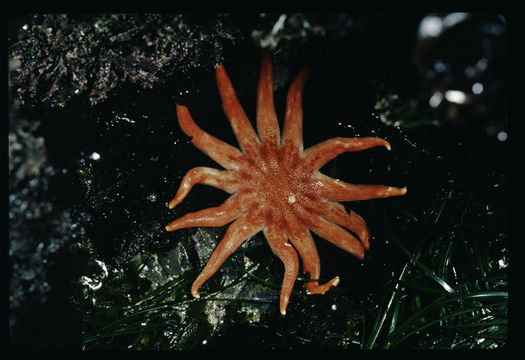 Image of Morning sun star