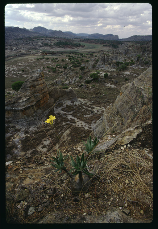 Image of Pachypodium gracilius (H. Perrier) S. H. Y. V. Rapanarivo