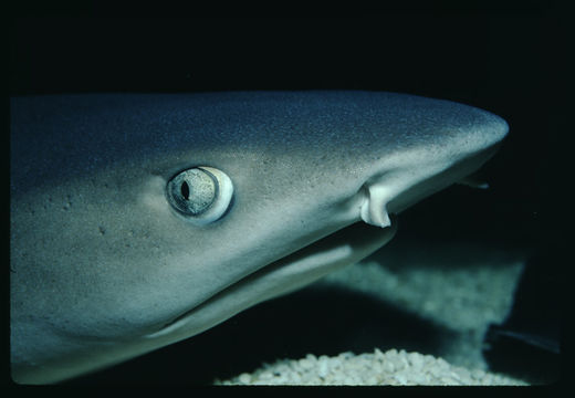 Image of Whitetip Reef Shark