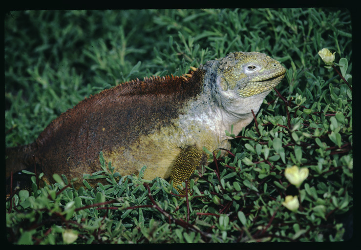 Image of Galapagos Land Iguana