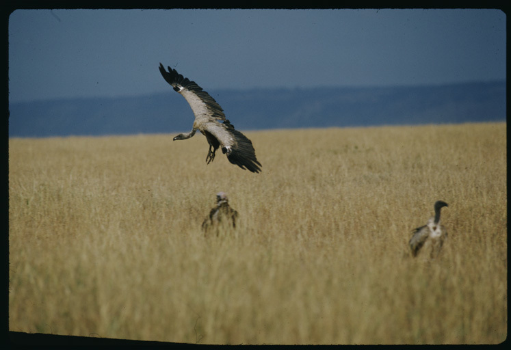 Image of White-backed Vulture