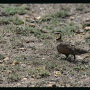 صورة Pterocles gutturalis saturatior Hartert 1900