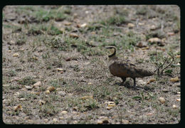 Pterocles gutturalis saturatior Hartert 1900 resmi