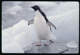 Image of Adelie Penguin