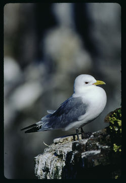 Image of Black-legged Kittiwake