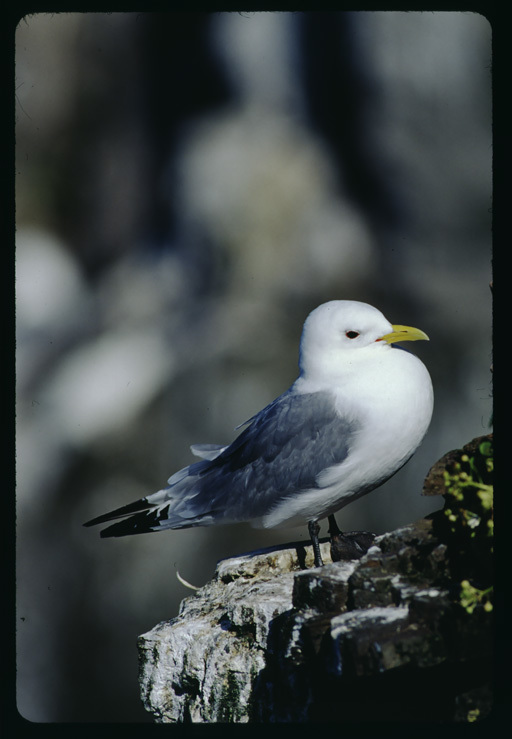 Imagem de Gaivota-tridáctila