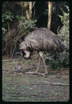 Image of Common Emu