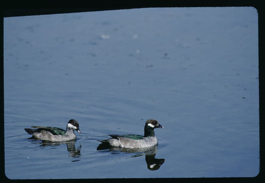 صورة Nettapus pulchellus Gould 1842