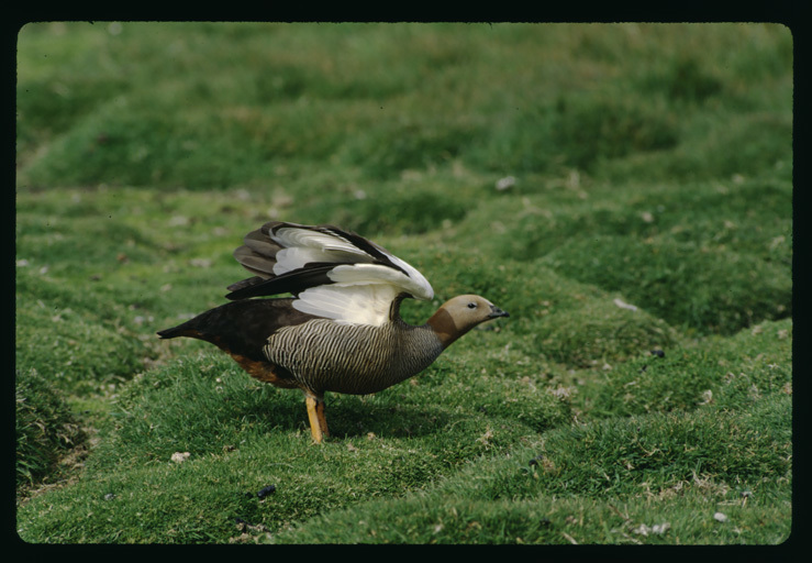 Image of Ruddy-headed Goose