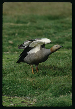 Image of Ruddy-headed Goose