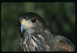 Image of Harris's Hawk