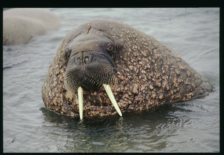 Image of Walrus