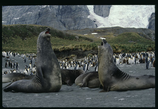 Image of South Atlantic Elephant-seal