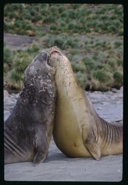 Image of South Atlantic Elephant-seal