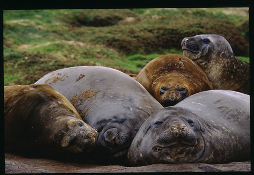 Image of South Atlantic Elephant-seal