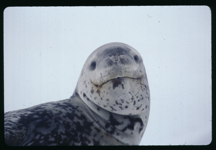 Image of Leopard Seal