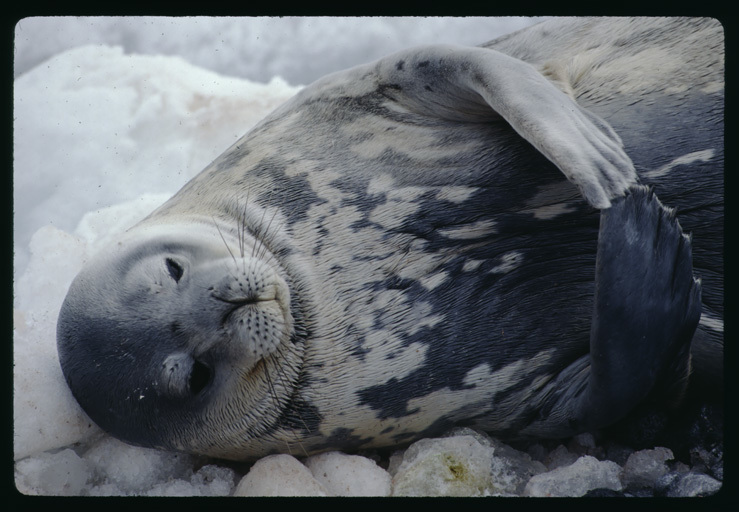 Image of Weddell Seal