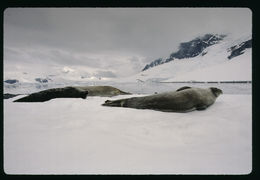 Image of Weddell Seal