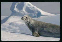 Image of Crabeater Seal