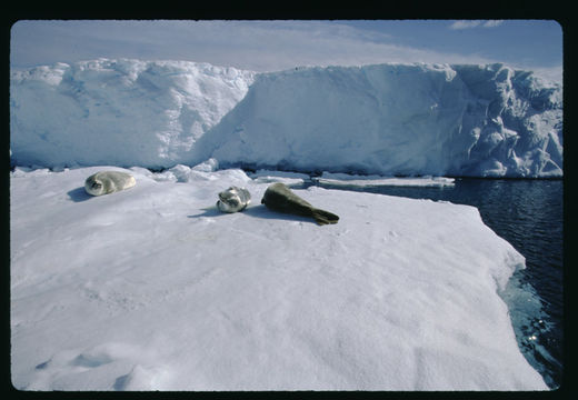 Image of Crabeater Seal