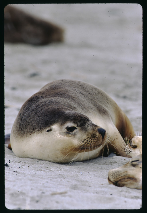 Image of Australian Sea Lion