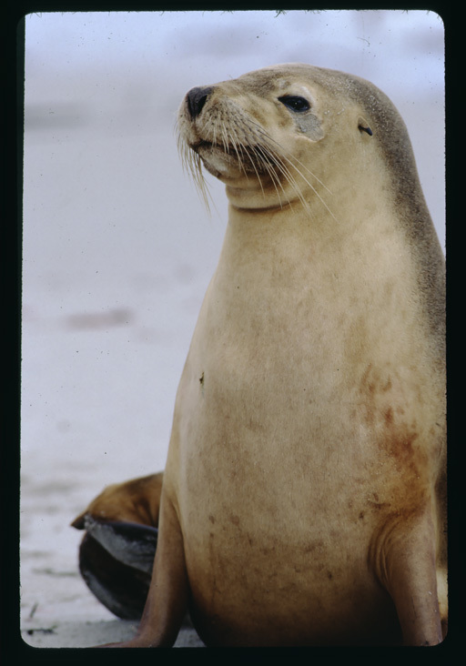 Image of Australian Sea Lion