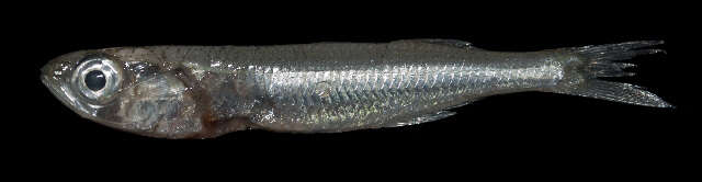 Image of Atherinomorus