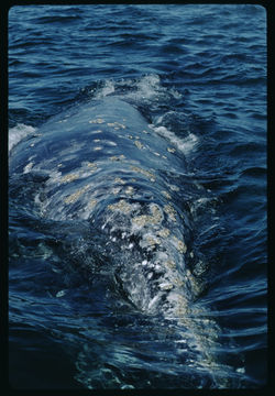 Image of Gray Whale