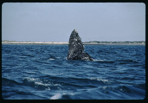 Image of Gray Whale