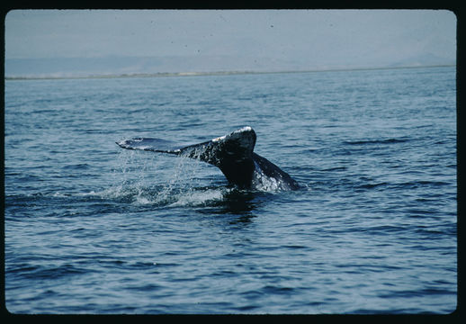 Image of Gray Whale