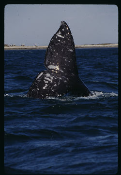 Image of Gray Whale