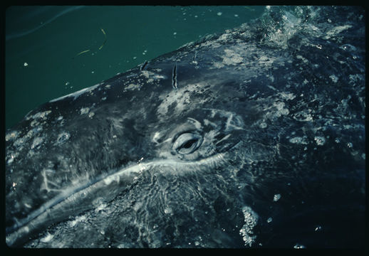 Image of Gray Whale