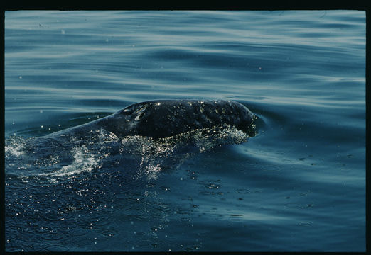 Image of Gray Whale