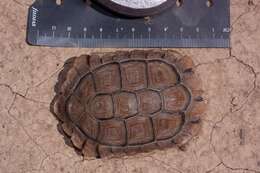 Image of Cape Tortoises