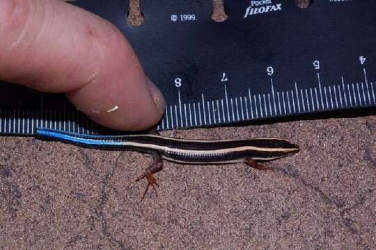 Image of plated lizards