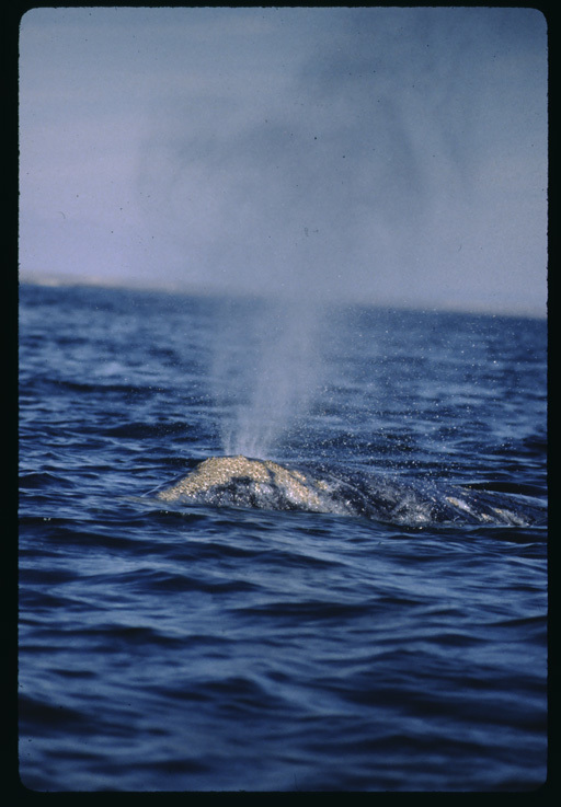 Image of Gray Whale