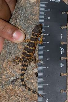 Image of spinytail lizards