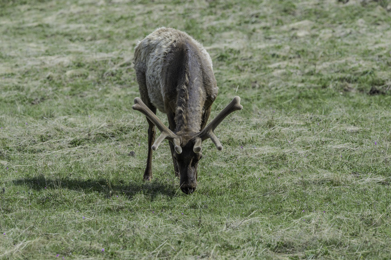 Image of <i>Cervus canadensis</i>