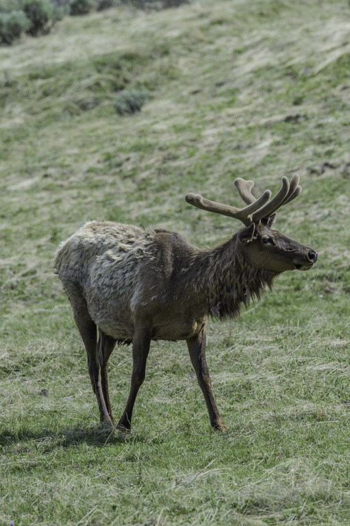 Image of <i>Cervus canadensis</i>