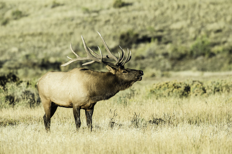 Image of <i>Cervus canadensis</i>