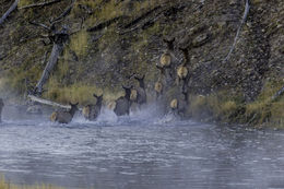 Image of <i>Cervus canadensis</i>