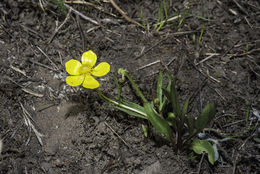 Image of sagebrush buttercup