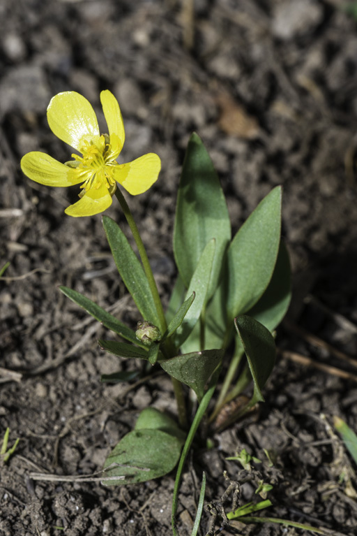 Image of sagebrush buttercup