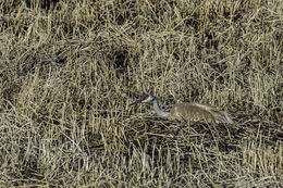 Image of sandhill crane