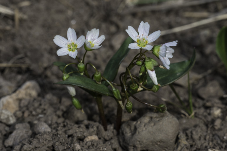 Image of lanceleaf springbeauty