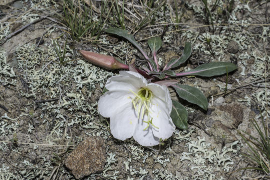 Imagem de Oenothera cespitosa Nutt.